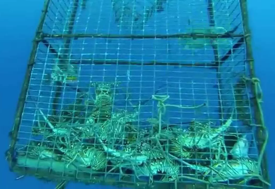 ตาข่ายเพาะเลี้ยงสัตว์น้ำทะเลลึก